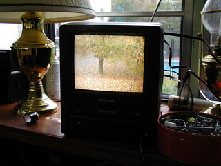 View out back on TV